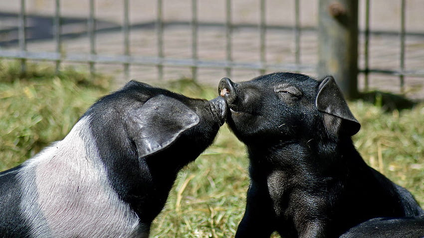 8 Facts About Teacup Pigs That Aren't So Cute, tiny pigs HD wallpaper