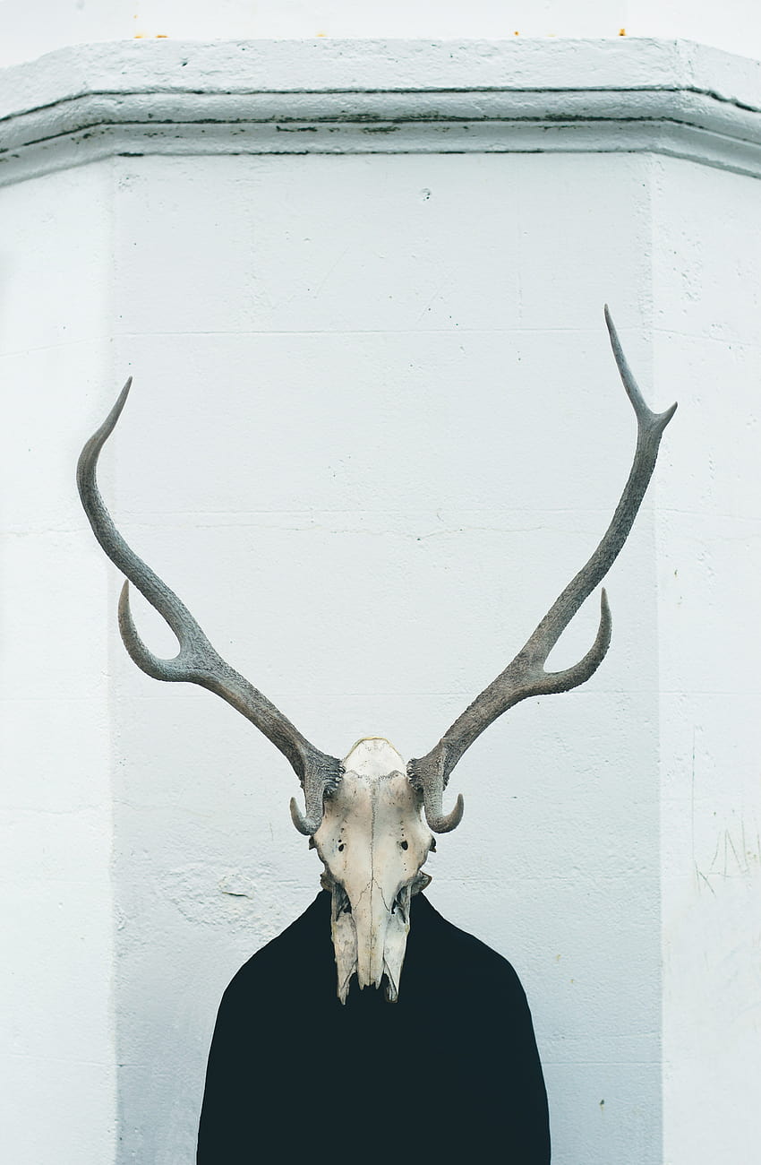 : horn, material, antler, bone, deer head, exposition, reindeer, gallery, skeleton, animal skull, odd art, trophy hunting 5355x8192 HD phone wallpaper