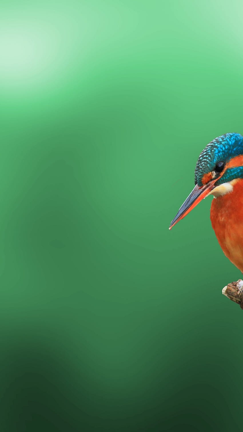 Kingfisher Bird iPhone 6 6S Plus [1080x1920] for your , Mobile & Tablet, birds ultra HD phone wallpaper