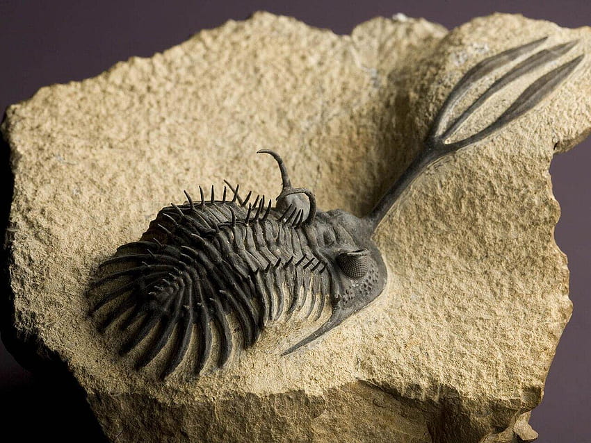 43 miglior Trilobite, fossile Sfondo HD