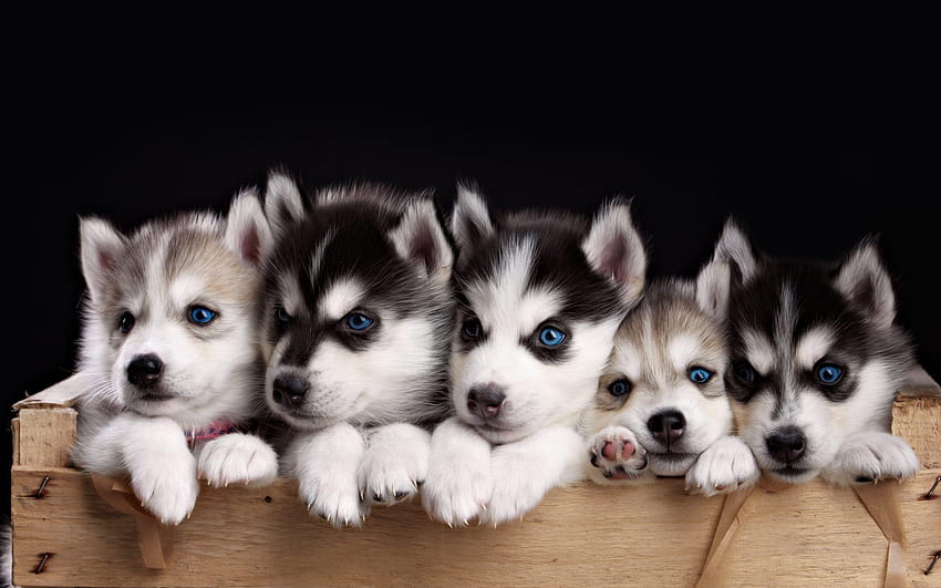 Husky Puppies For kindofpets, husky puppy HD wallpaper