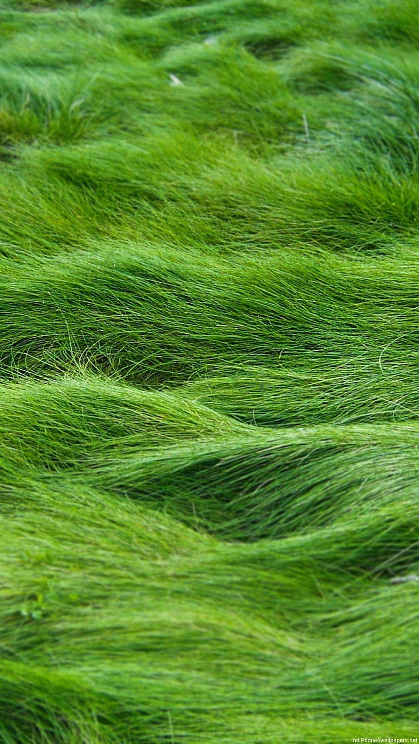 hierba verde iPhone 6 y 6 Plus fondo de pantalla del teléfono
