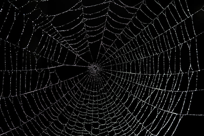 Spider Web Backgrounds Group, real spider HD wallpaper
