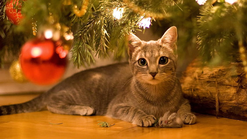 Red dressed xmas cat HD wallpaper download