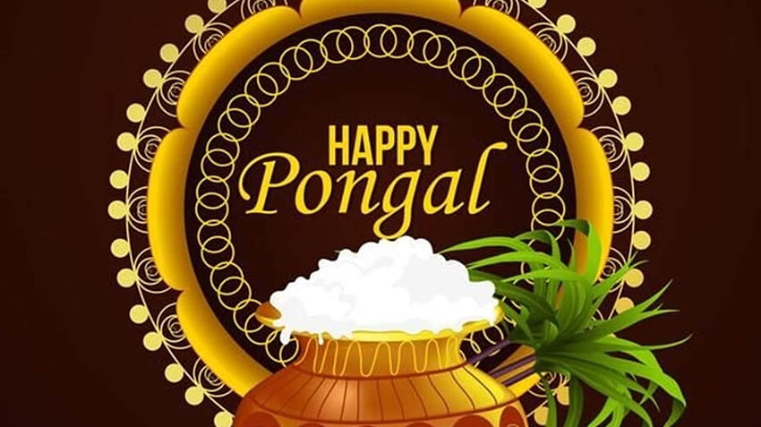 Pongal 2022: Date, history, significance, celebrations of the harvest festival HD wallpaper