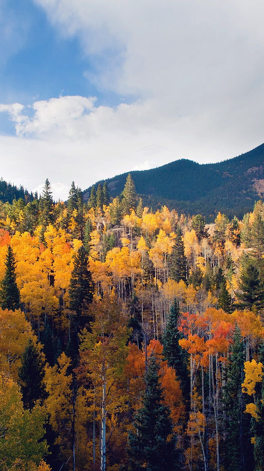 Autumn Forest iPhone, iphone se autumn HD phone wallpaper