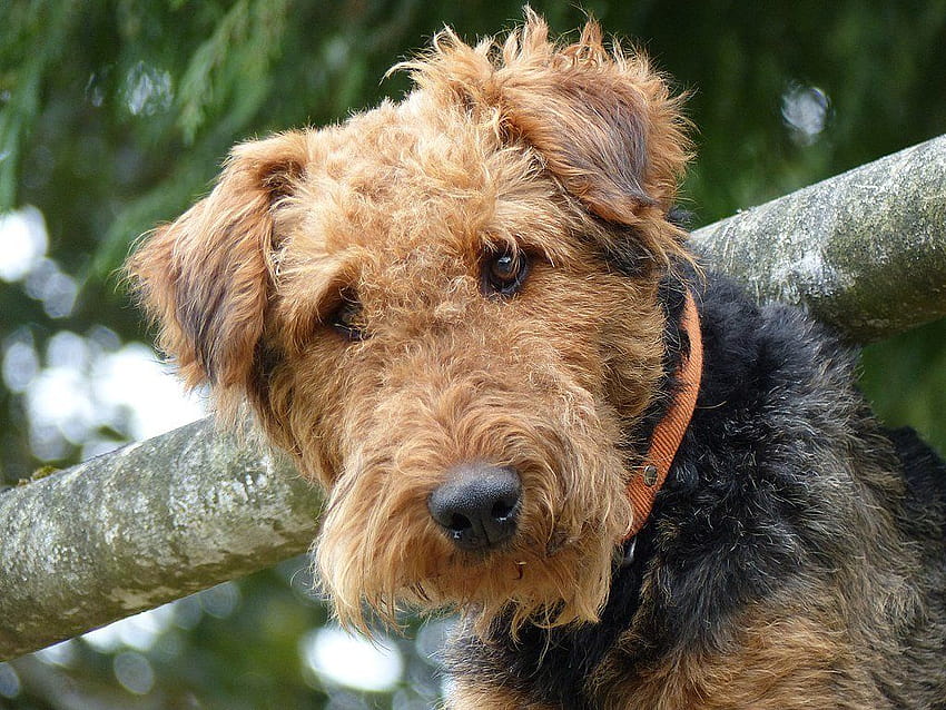 are airedale terriers scraggly