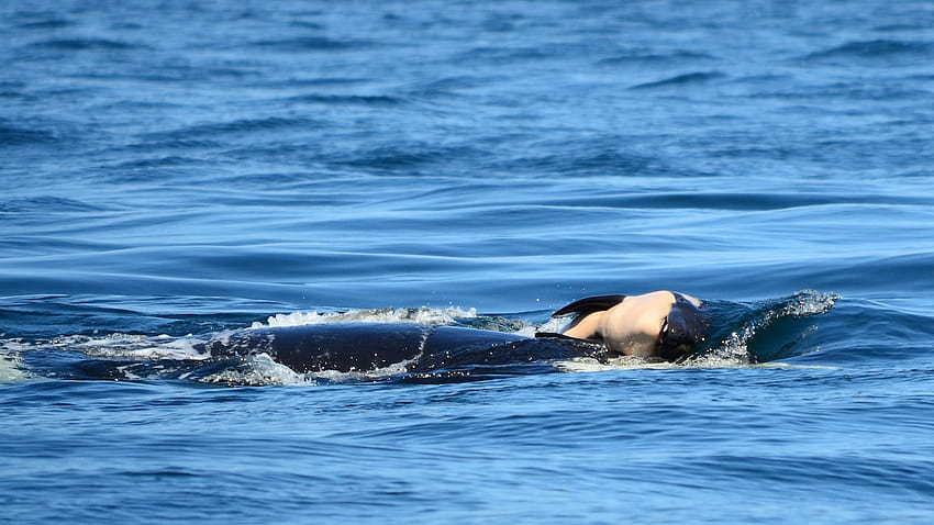 전례 없는 17일의 애도 끝에 새끼를 낳은 범고래 어미 HD 월페이퍼