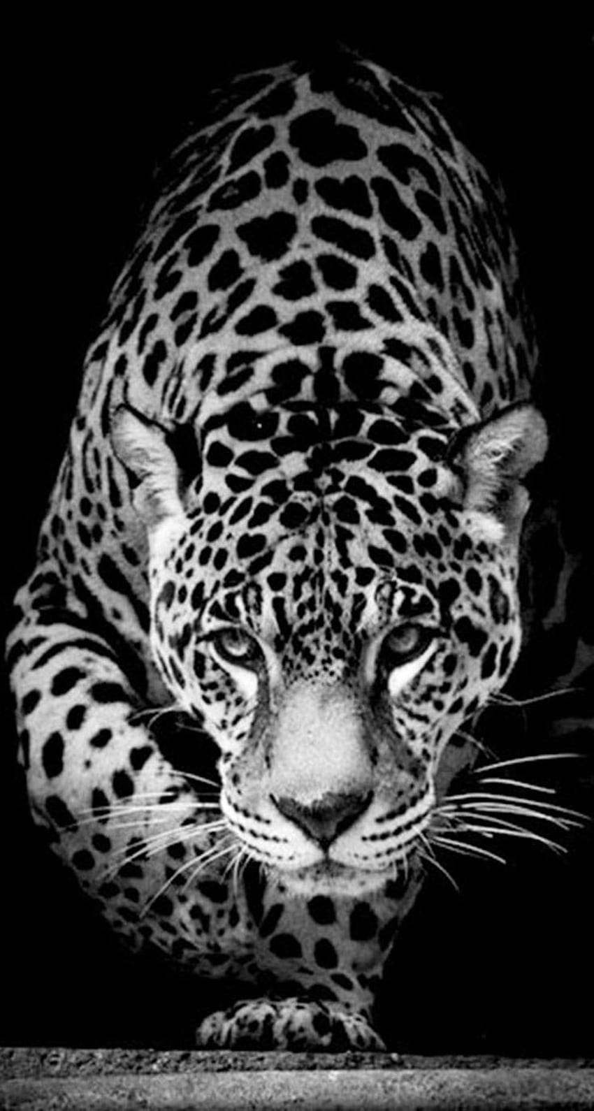 1245 melhores animais, celular jaguar preto Papel de parede de celular HD