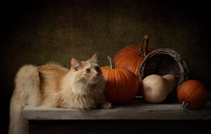 jesień, kot, kot, spojrzenie, ciemne tło, stół, kosz, żniwa, czerwony, dynia, kłamstwa, martwa natura, sekcja кошки, koty i dziękczynienie Tapeta HD
