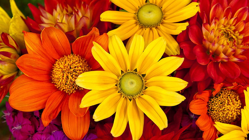 Gerbera, sonbahar, çiçek, renkli, Çiçek buketi, Doğa, sonbahar çiçekleri HD duvar kağıdı