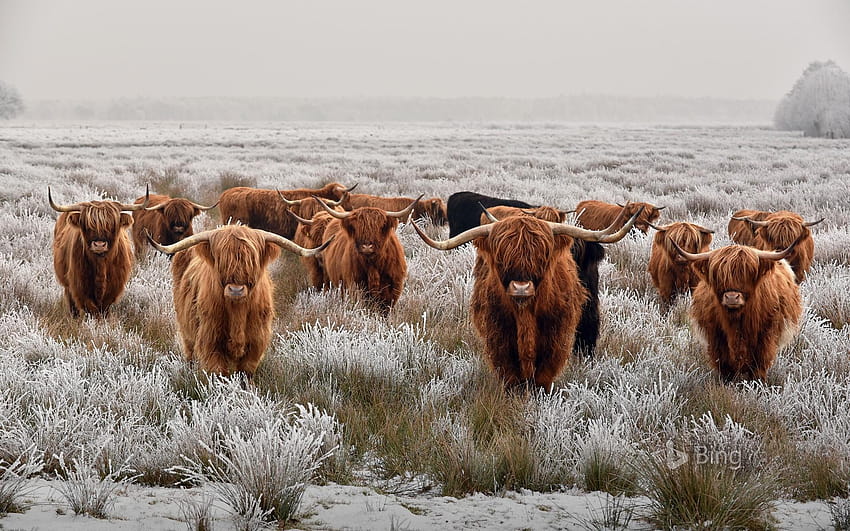 Stado bydła górskiego zimą, górska krowa Tapeta HD