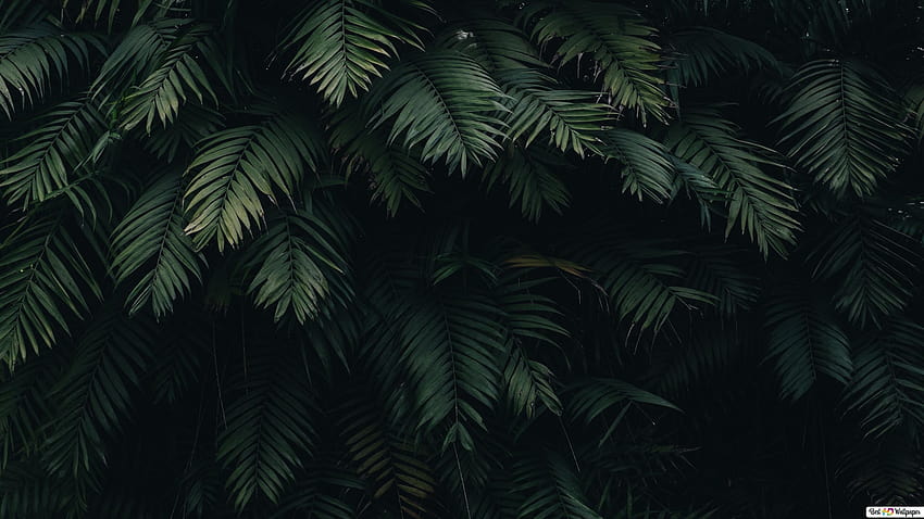 grüne Blätter mit schwarzem Schatten, ästhetische dunkle Blätter HD-Hintergrundbild