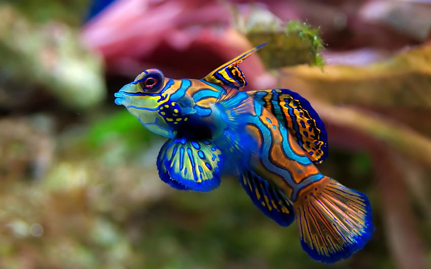 Fish saltwater aquarium High Quality [2560x1600] for your , Mobile & Tablet  HD wallpaper | Pxfuel