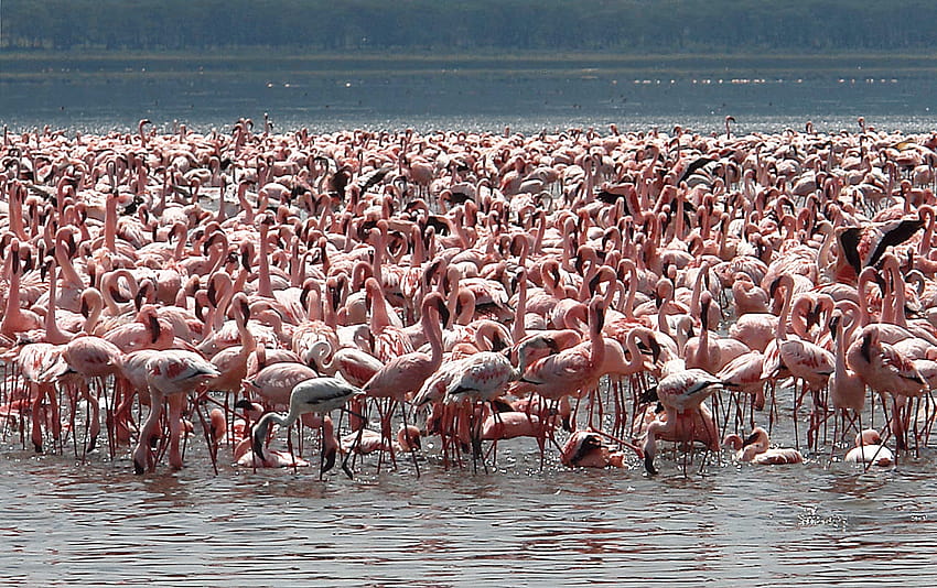 Lake Nakuru Day Trip From Nairobi HD wallpaper