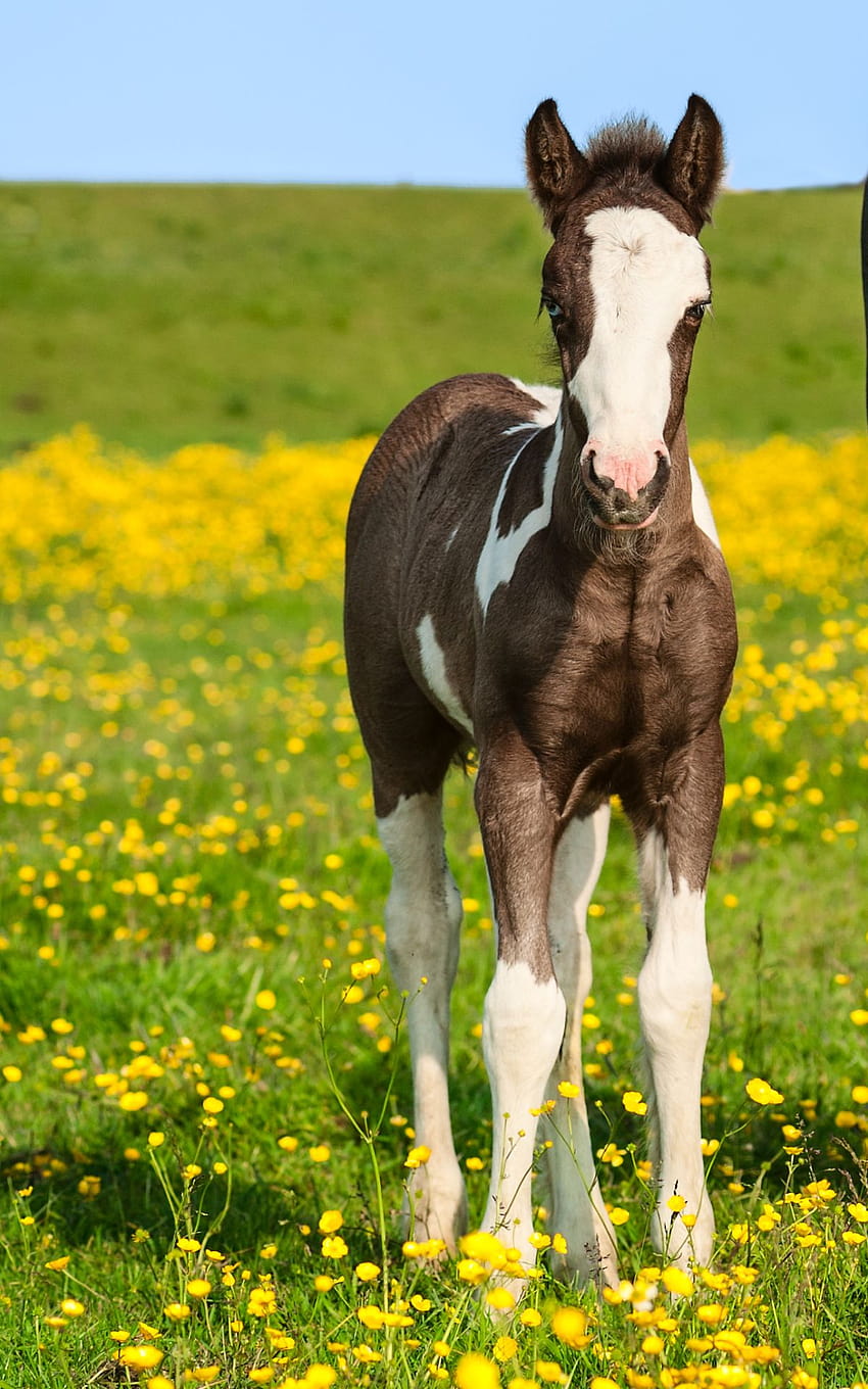 baby paint horse pictures