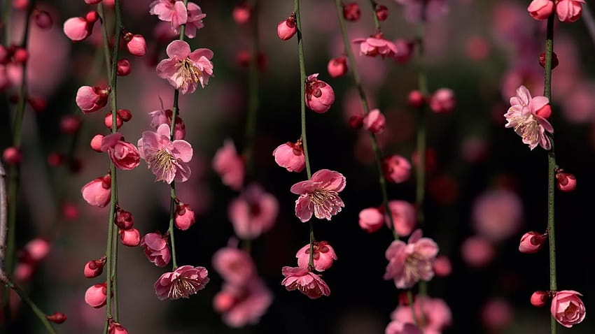 2019년 컴퓨터 꽃을 위한 최고의 꽃 배경 10가지 HD 월페이퍼