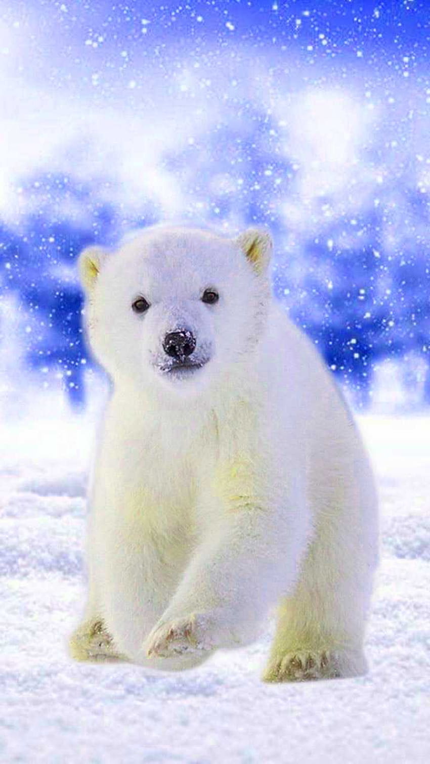 Awesome Polar Bear, snow bear HD phone wallpaper