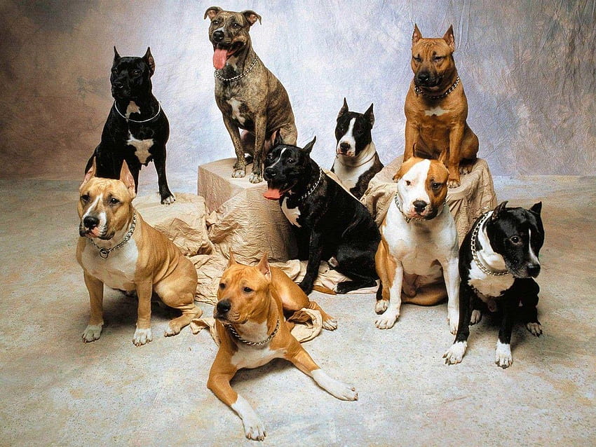 Pitbull American Staffordshire Terrier, amerikanischer Pitbull-Terrier HD-Hintergrundbild