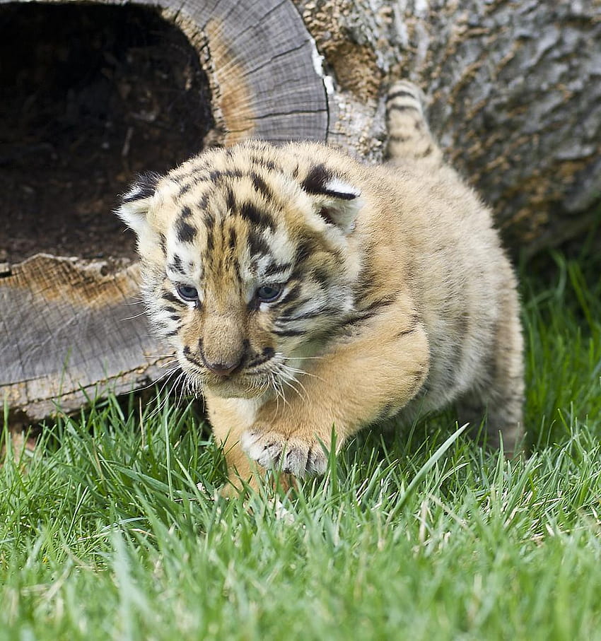 Kleine Tiger Baby-Tiger und Hintergründe HD-Handy-Hintergrundbild