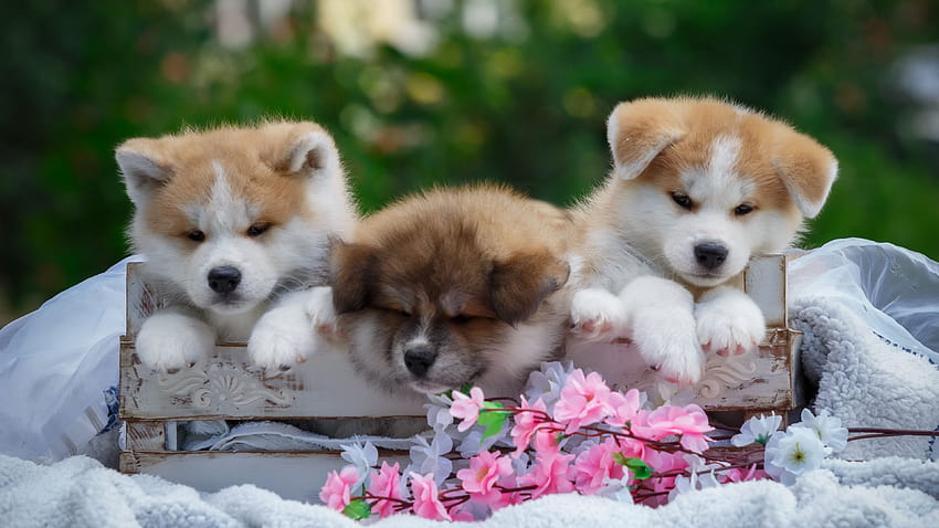 Three cute puppies, flowers 3840x2160 U , puppy and flowers HD wallpaper