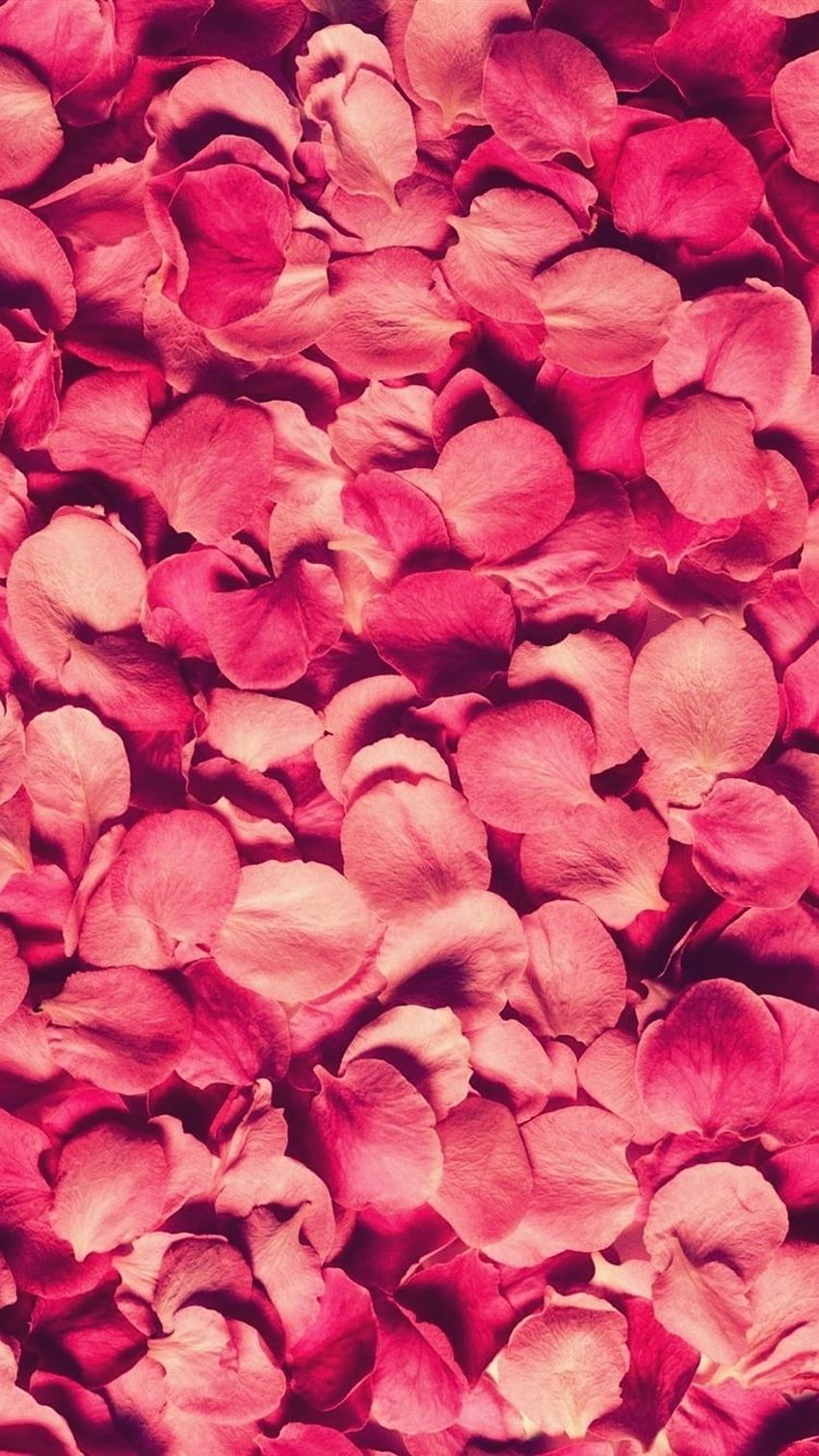 多くのピンクのバラの花びらの背景 2560x1600 HD電話の壁紙