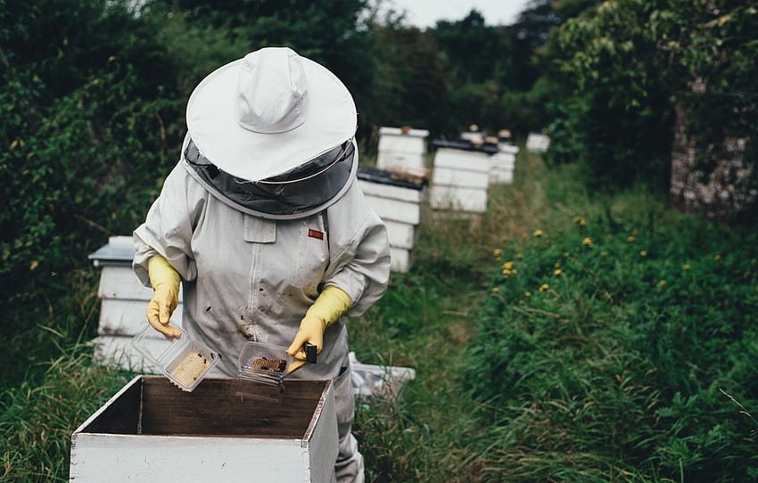 森, 細胞, ミツバチ, 蜂蜜, 蜂の巣, 養蜂家, 養蜂場, 巣箱, ノミ, 養蜂家, 養蜂場, 養蜂 高画質の壁紙