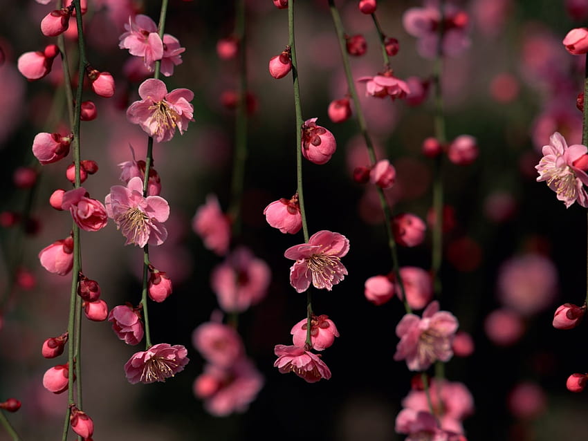 Nature Spring Blossoms Pink Sakura 装飾的な桜の花とウルトラテレビ用の花 2560x1600 : 13, クリスマスフラワー 高画質の壁紙