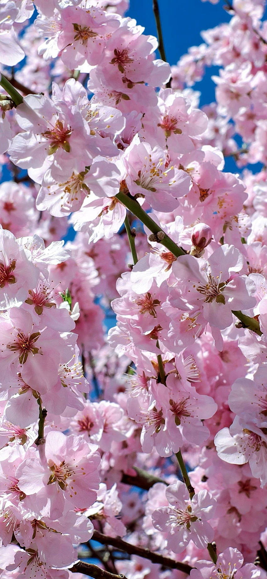pohon ceri jepang bunga pohon merah muda Iphone X, estetika pohon merah muda jepang wallpaper ponsel HD