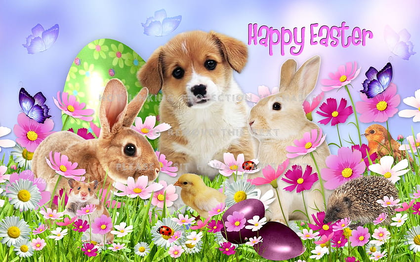 Easter Dog and Cat for, easter garden HD wallpaper