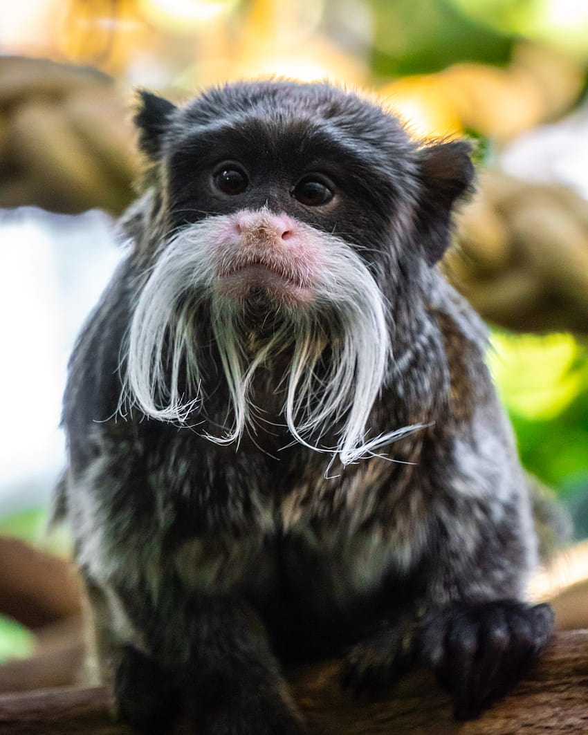 Macaco engraçado e fofo Papel de parede de celular HD