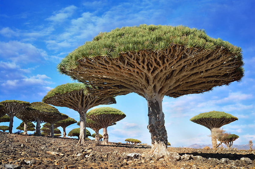 nature, Trees, Rock, Dragon Blood Tree, Socotra, Yemen / and Mobile Backgrounds HD wallpaper