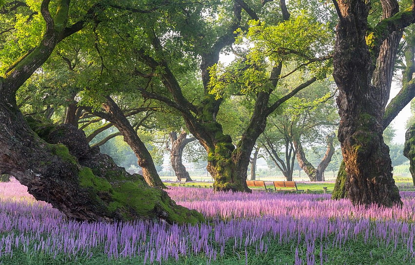 pohon, pemandangan, alam, Taman, tumbuh-tumbuhan, bangku, musim semi korea selatan Wallpaper HD