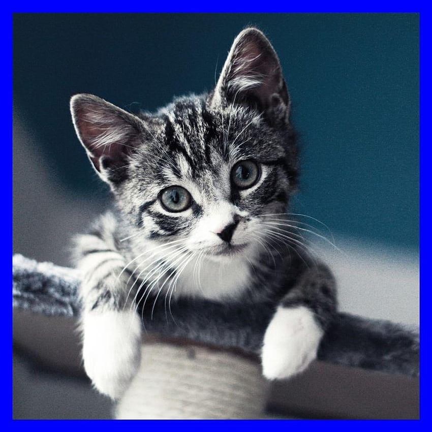 Unbelievable Cat Look Ipad Air Retina Of Cute For Dp Ideas, cute cat as dp HD phone wallpaper