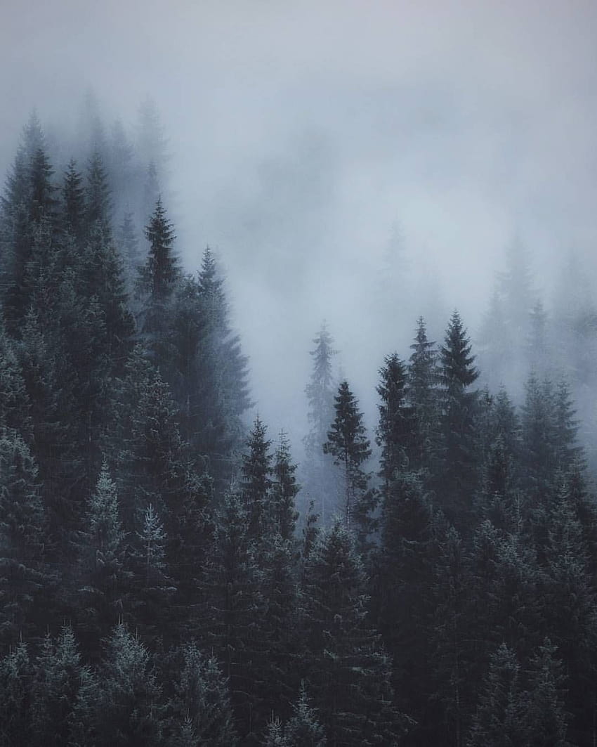 Ormanda Büyülenmiş :, estetik sisli orman HD telefon duvar kağıdı