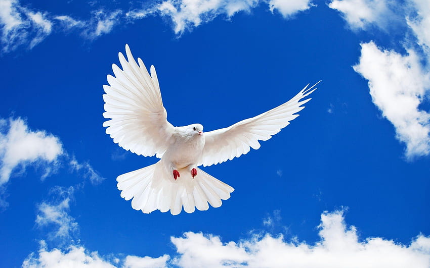 하얀 비둘기, 푸른 하늘, 구름, , 동물, 마음으로 비둘기 HD 월페이퍼