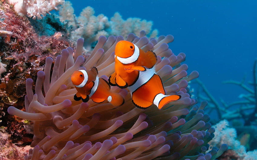 5 Saltwater Fish, fishes HD wallpaper | Pxfuel