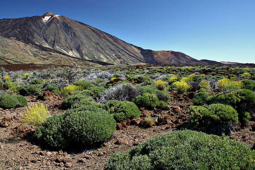 : lave, Tenerife, teide, gigante, islascanarias, volcan, cono, parquenacional, ca adasdelteide, endemismo, coronaforestal 2816x1880 Fond d'écran HD