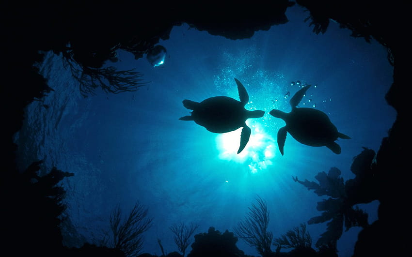 Tła Żółwie morskie, żółw morski szt Tapeta HD