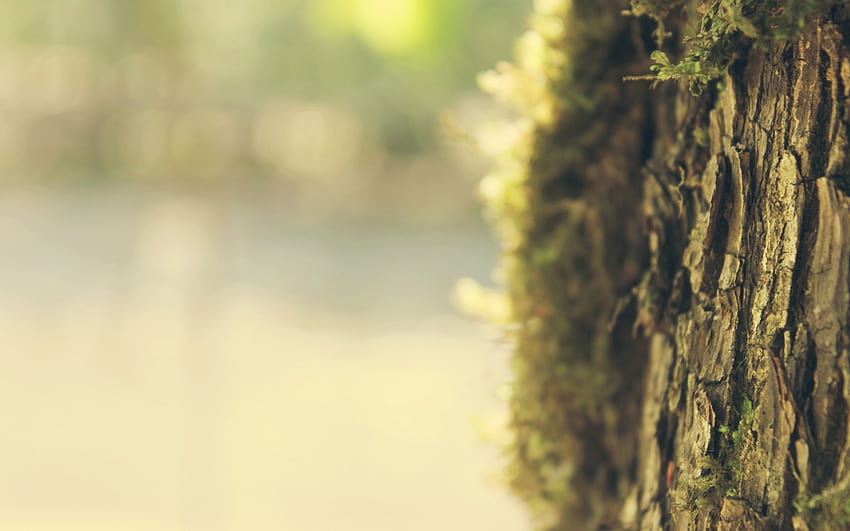 trees, Blurred, Bokeh, Depth Of Field, Nature / and Mobile Backgrounds, blur tree HD wallpaper