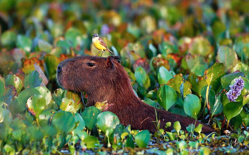 Layar Lebar Capybara Wallpaper HD