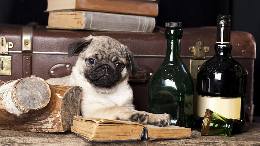 No PugDogs No Life on Pug is King, vodafone dog mobile HD wallpaper No PugDogs No Life on Pug is King, vodafone dog mobile HD wallpaper