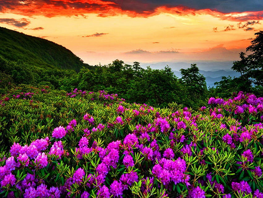 Purple Spring Flowers Forest Green Red Dark Cloud Mountain Landscape Sunset Backgrounds 3840x2160 : 13, spring dark HD wallpaper
