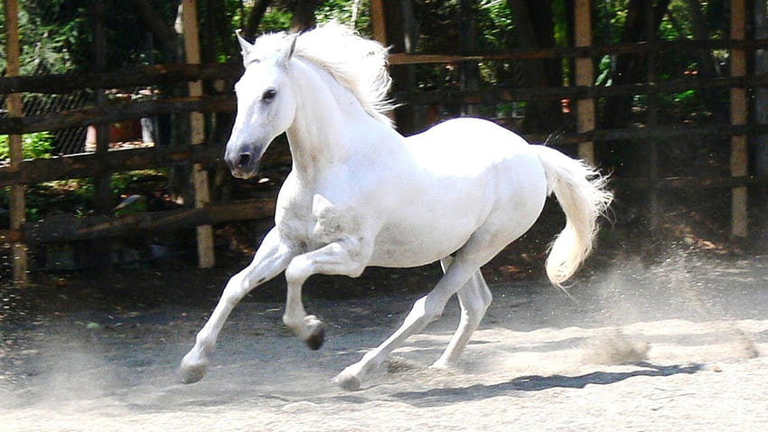 kuda putih cantik kuda putih cantik kuda putih cantik [1600x900] untuk , Ponsel & Tablet Anda Wallpaper HD