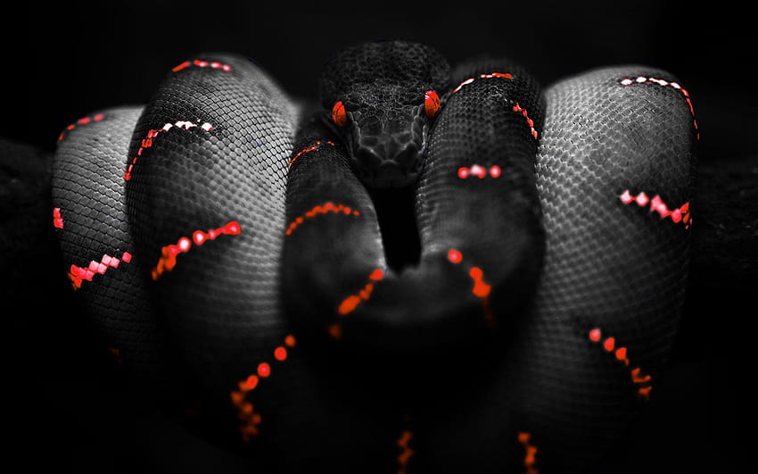붉은 뱀 HD 월페이퍼