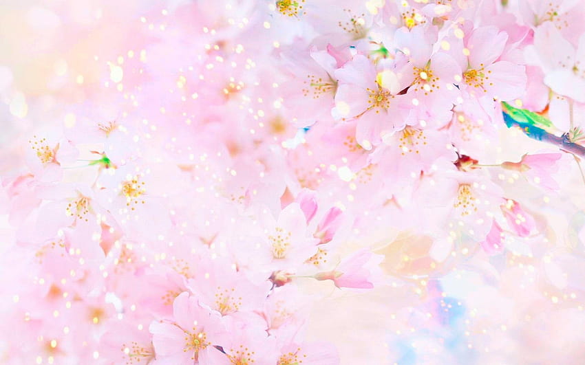 Sakura , Earth, Spring, Blossom, Pastel, Pink, Sunny, flower • For You For & Mobile, earth spring HD wallpaper