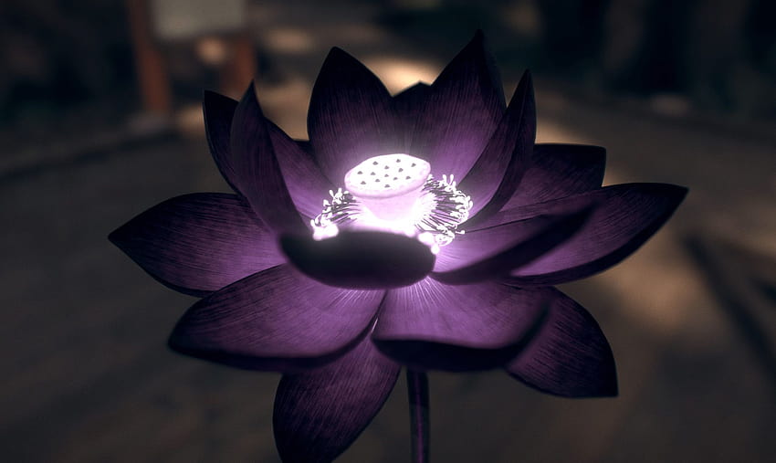 flor de loto negro fondo de pantalla