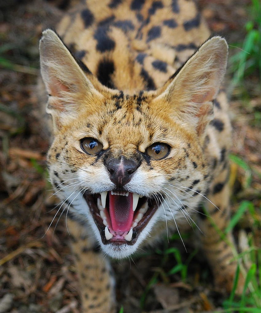 Member : Serval, african wild cat HD phone wallpaper
