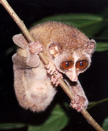 Wildlife Crime Tech Challenge: YIARI is helping protect slow lorises ...