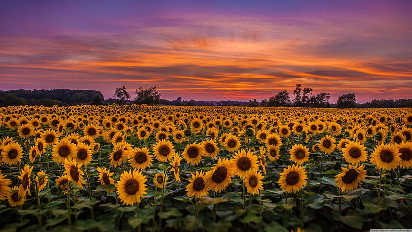 Sunflower See All :, sunflowers flowers field HD wallpaper